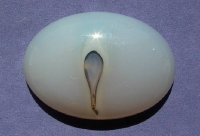 Agate (Click to enlarge)